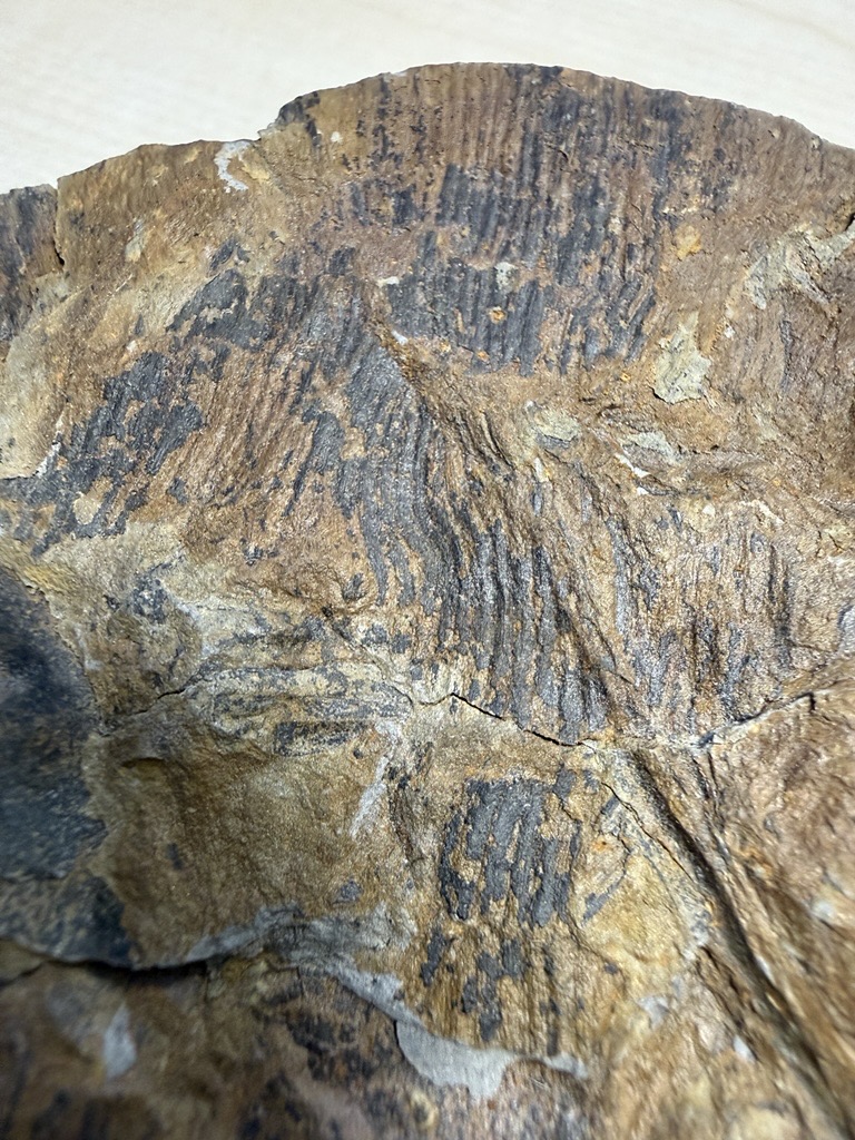 Calamites-Stängelabdruck, Detail