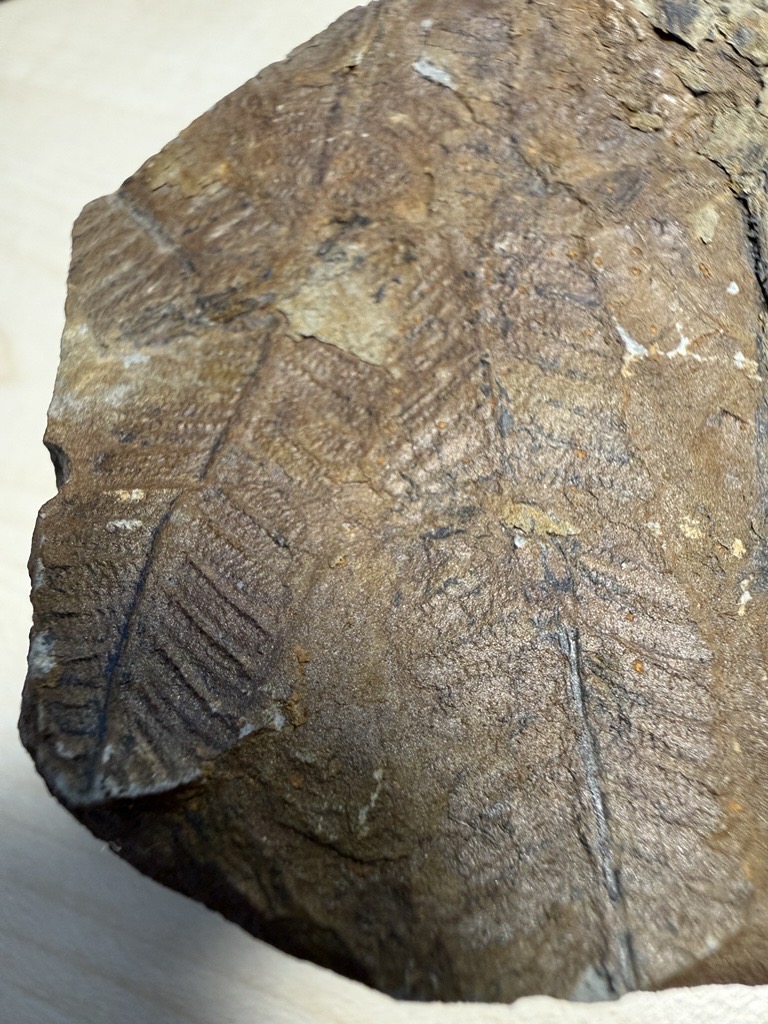 Farnwedel-Abdruck, Pecopteris oder Alethopteris